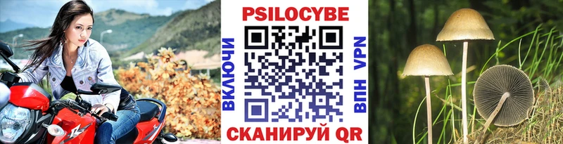 Галлюциногенные грибы Psilocybe  закладка  Западная Двина 